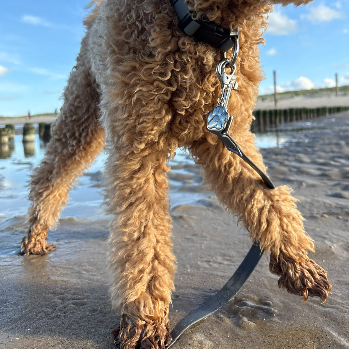 Dog leashes and collars