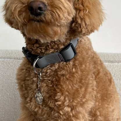 Standard collar grey