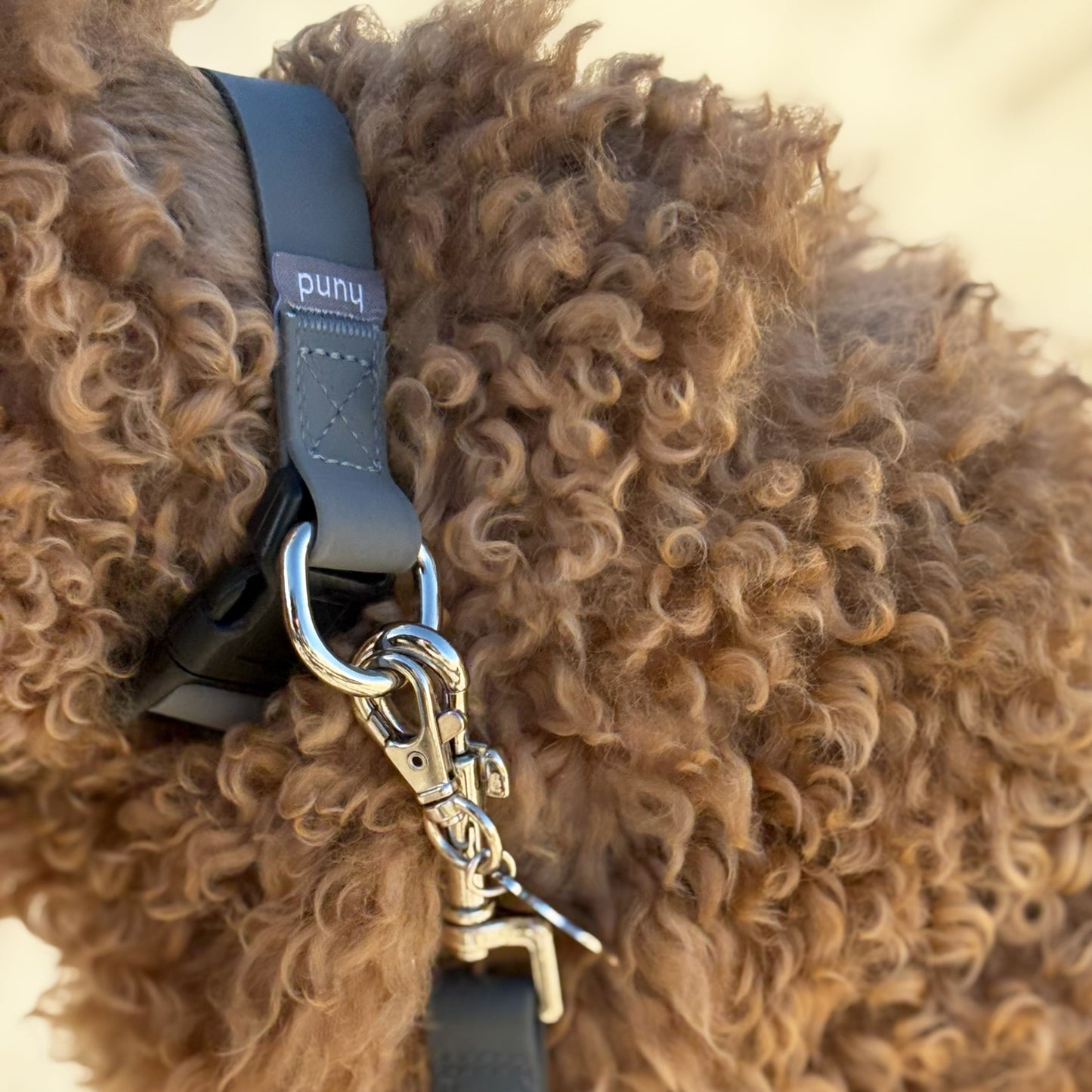 Standard collar grey